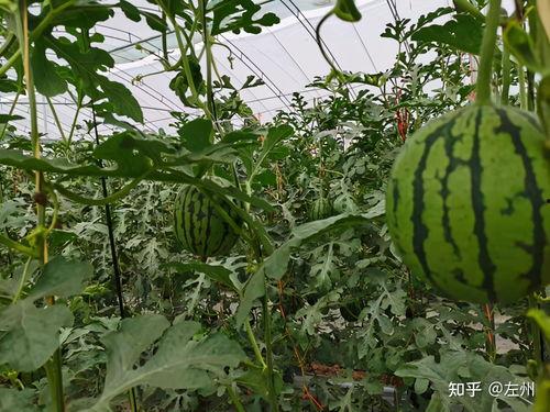 山东今日吊瓜价格多少,行情波动，市场动态一览