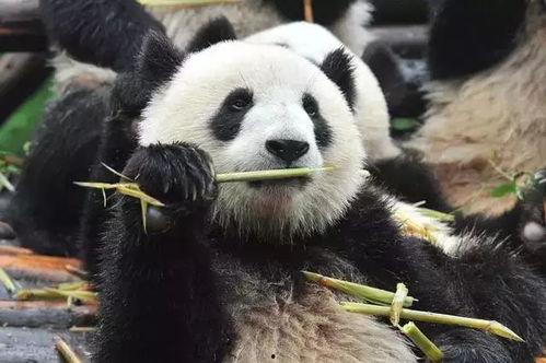 熊猫突突突今日吃瓜,趣味吃瓜瞬间引网友热议