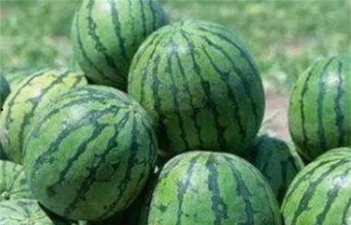 今日瓜很甜,今日瓜果盛宴，尽享丰收喜悦