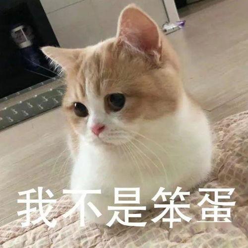 明星网红非真人直播视频,明星效应下的虚拟互动世界