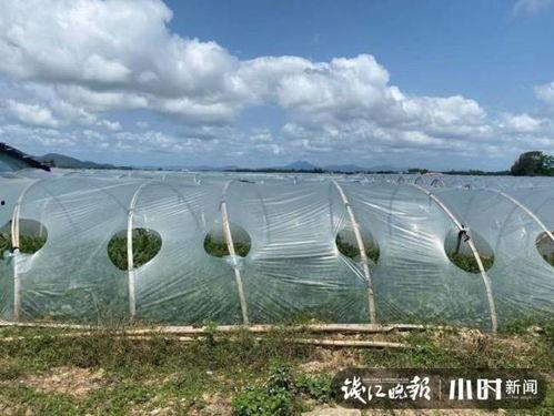 海南二瓜今日价格,新鲜采摘，实惠之选