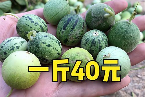 2023年小瓜今日价格