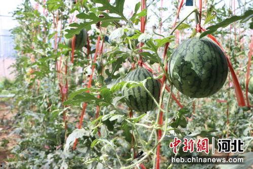 海南小吊瓜今日价格