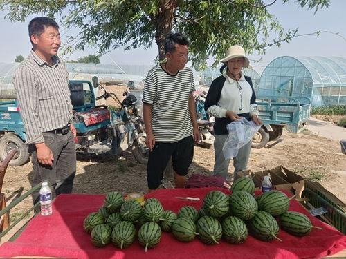 海南小吊瓜今日价格