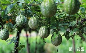 小吊瓜今日价格表,市场行情一览