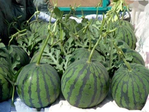 山东潍坊吊瓜今日价格表,行情稳定，品质优良