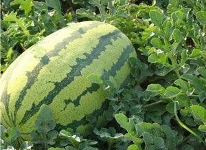 今日农村卖瓜视频下载,揭秘今日农村卖瓜视频背后的下载热潮