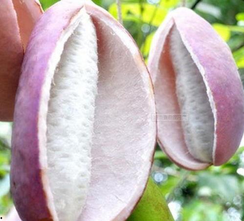 八月瓜中药今日价,价格波动与市场动态一览”