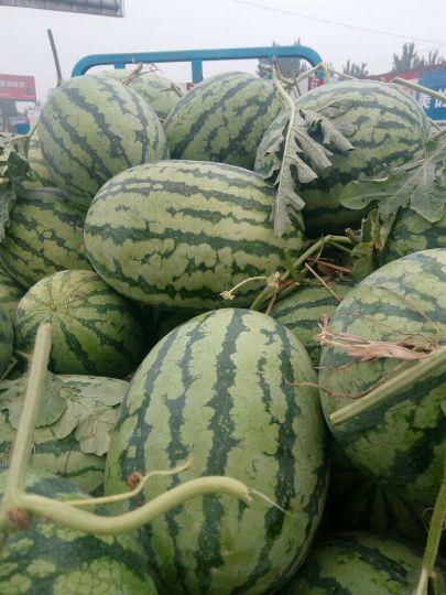 永城今日瓜价行情,时令鲜瓜价格走俏
