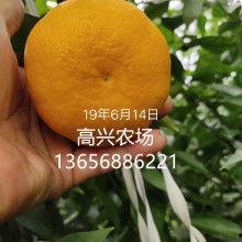 三水白瓜批发价格今日,市场动态一览”