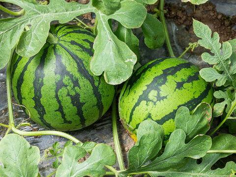 鼎信麒麟瓜今日价格,价格行情一览”