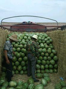 顺丰硒砂瓜今日行情,品质瓜果价格走俏，市场反响热烈