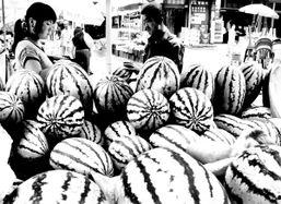 兰州今日瓜价,瓜果飘香，价格波动一览无余”